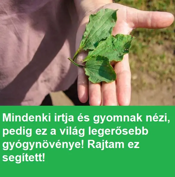 gyomnaknezik94