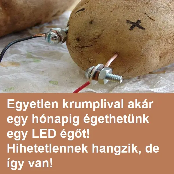 krumpli231