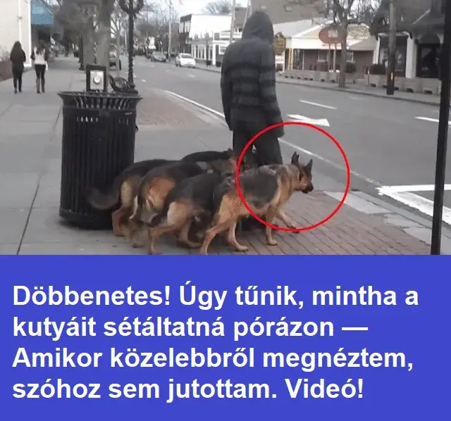 kutyatsetaltat 1