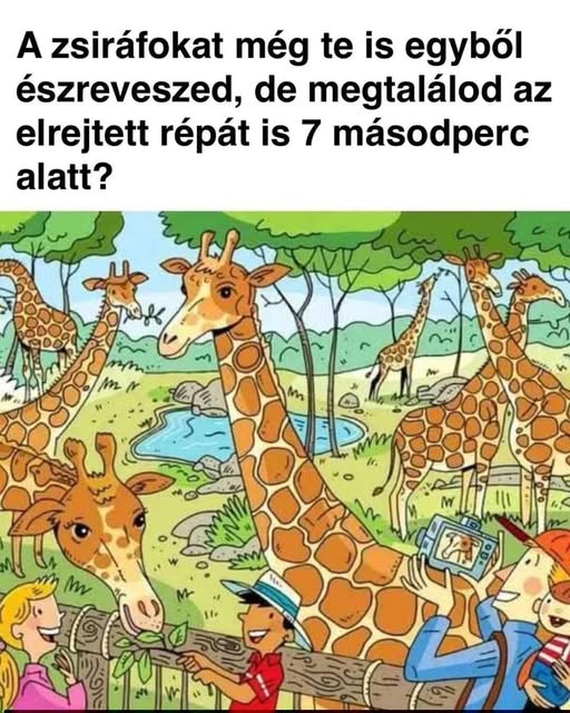 zsiraf13 n